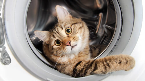 Curiosity-killed-the-cat